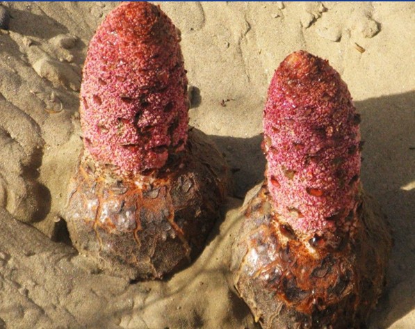 鎖陽堿 鎖陽提取物_西安__植物提取物-