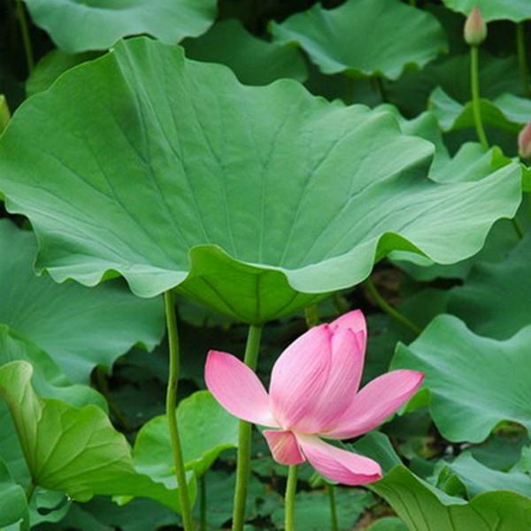 西安地區荷葉提取物批發價格及市場分析